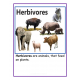 Herbivores - Flash cards, Worksheets - with Real Images